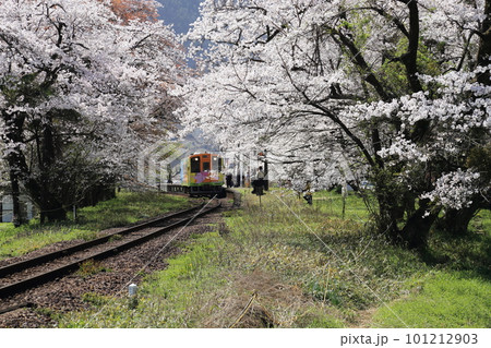 樽見鉄道 ・ 谷汲口駅の満開桜【 岐阜県揖斐川町】 樽見鉄道 ・ 谷汲口駅の満開桜【 岐阜県揖斐川町】 101212903