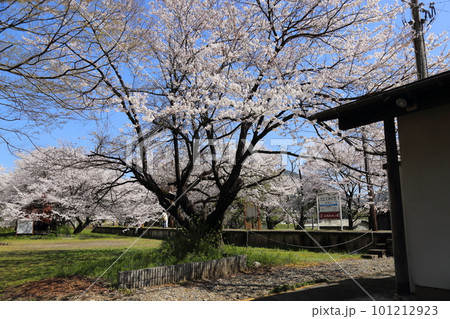 樽見鉄道 ・ 谷汲口駅の満開桜【 岐阜県揖斐川町】 101212923
