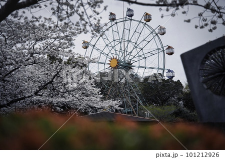 石山観音池 R5年桜 観覧車 石山観音池 R5年桜 観覧車 101212926