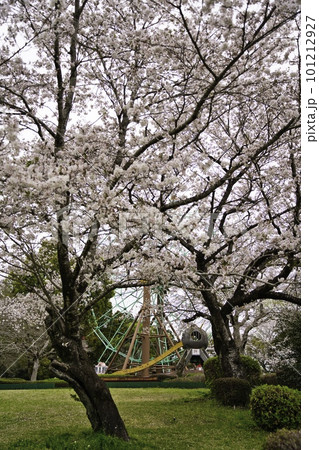石山観音池 R5年桜 観覧車 石山観音池 R5年桜 観覧車 101212927