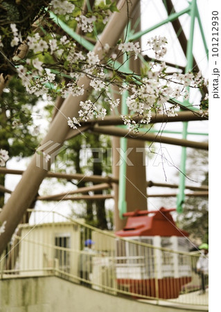 石山観音池　R5年桜　観覧車 101212930