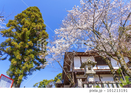 京都霊山護国神社　満開の桜 101213191