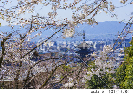 京都霊山護国神社から望む八坂の塔と祇園の街並み　満開の桜 101213200