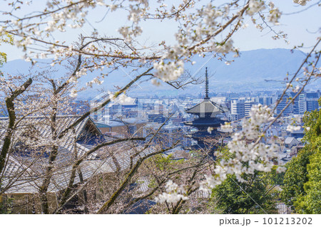 京都霊山護国神社から望む八坂の塔と祇園の街並み　満開の桜 101213202