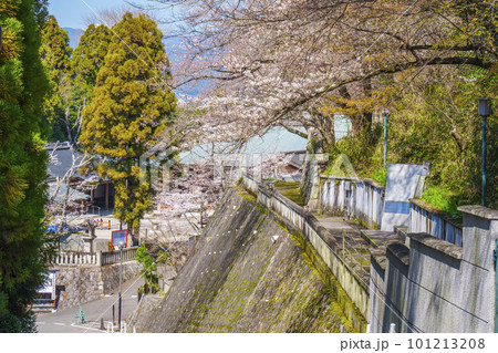 京都霊山護国神社　桜の咲く季節 101213208
