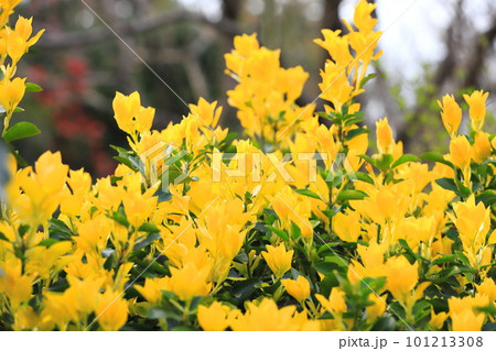 黄色く輝く黄金柾（オウゴンマサキ）の新葉 101213308