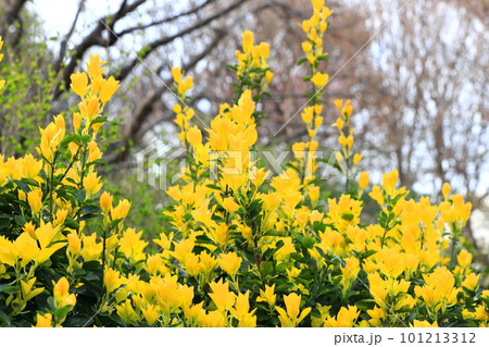 黄色く輝く黄金柾(オウゴンマサキ)の新葉 黄色く輝く黄金柾(オウゴンマサキ)の新葉 101213312