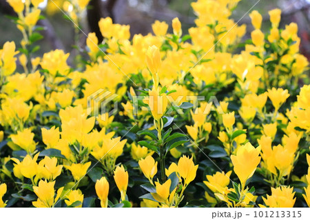 黄色く輝く黄金柾（オウゴンマサキ）の新葉 101213315