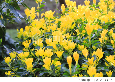 黄色く輝く黄金柾(オウゴンマサキ)の新葉 黄色く輝く黄金柾(オウゴンマサキ)の新葉 101213317