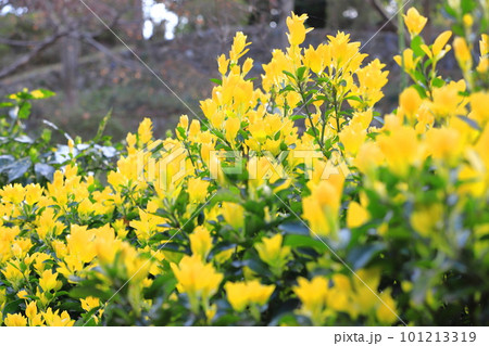 黄色く輝く黄金柾（オウゴンマサキ）の新葉 101213319