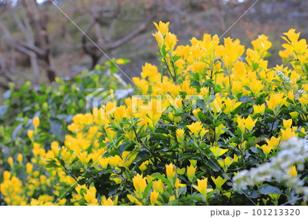 黄色く輝く黄金柾(オウゴンマサキ)の新葉 黄色く輝く黄金柾(オウゴンマサキ)の新葉 101213320