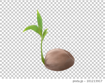 Illustration material of beautiful sprouted palm fruit (watercolor) Illustration material of beautiful sprouted palm fruit (watercolor) 101213917