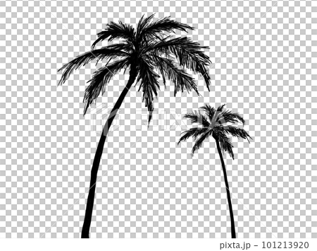 兩棵棕櫚樹的插圖素材(剪影) 兩棵棕櫚樹的插圖素材(剪影) 101213920
