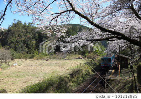樽見鉄道 ・ 日当駅の満開桜【 岐阜県本巣市】 101213935