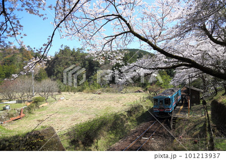 樽見鉄道 ・ 日当駅の満開桜【 岐阜県本巣市】 101213937