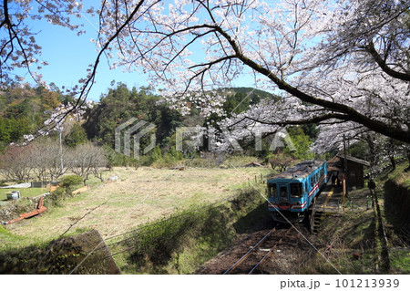 樽見鉄道 ・ 日当駅の満開桜【 岐阜県本巣市】 101213939