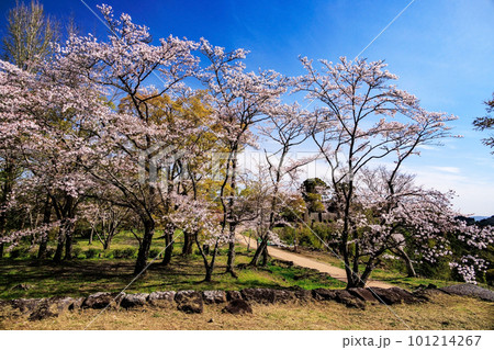 岡城址桜 岡城址桜 101214267