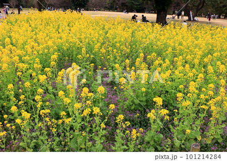 Japanese Nanohana, Rapeseed, field at Hamarikyu Garden in central Tokyo Japan Japanese Nanohana, Rapeseed, field at Hamarikyu Garden in central Tokyo Japan 101214284