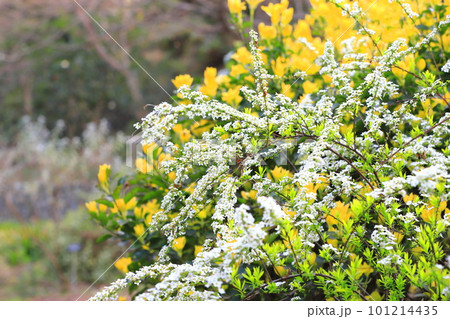 雪（ユキヤナギ）と黄金柾（オウゴンマサキ）の新葉　 101214435