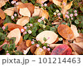 秋の落ち葉と金平糖のようなヒメツルソバ（姫蔓蕎麦）の花 101214463