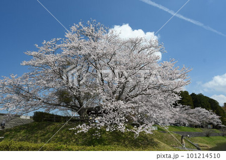 青空に映える満開の桜 101214510