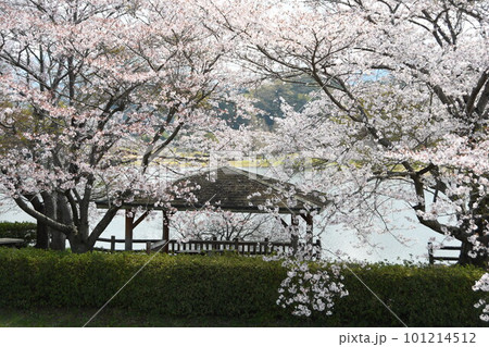 桜の中でひと休み 101214512