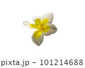 flower isolated on white background - image 101214688