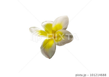flower isolated on white background - image flower isolated on white background - image 101214688