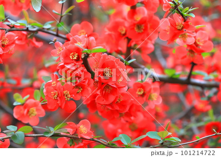 赤い木瓜（ボケ）の花 101214722