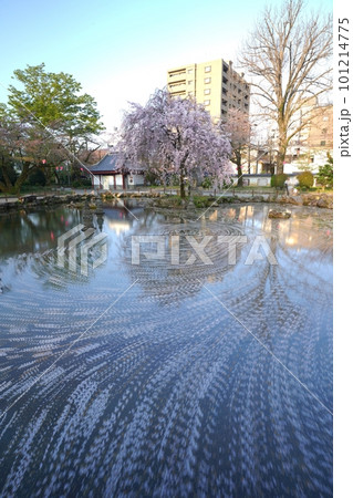 朝の岐阜公園の日中友好庭園の花筏 朝の岐阜公園の日中友好庭園の花筏 101214775