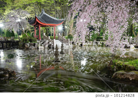 夜の岐阜公園の日中友好庭園の花筏 夜の岐阜公園の日中友好庭園の花筏 101214828