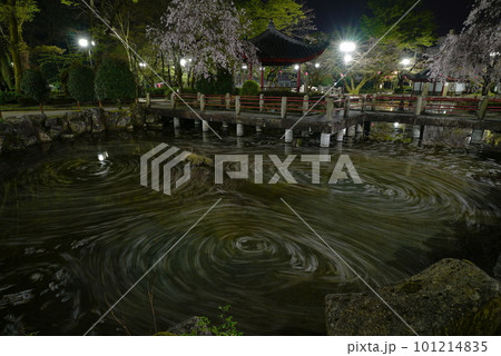 夜の岐阜公園の日中友好庭園の花筏 101214835