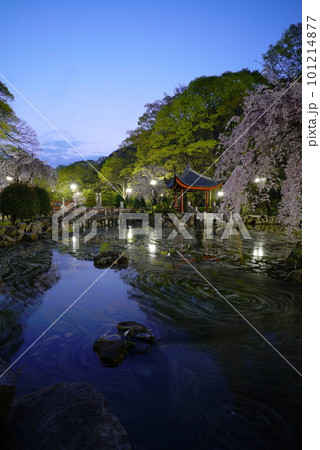夜明け前の岐阜公園の日中友好庭園の花筏 夜明け前の岐阜公園の日中友好庭園の花筏 101214877