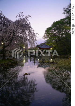 夜明け前の岐阜公園の日中友好庭園の花筏 夜明け前の岐阜公園の日中友好庭園の花筏 101214879