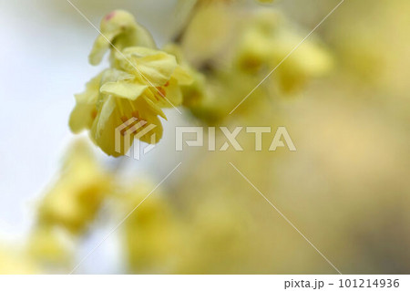 早春に黄色い花を咲かせるヒュウガミズキ 早春に黄色い花を咲かせるヒュウガミズキ 101214936