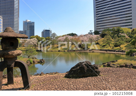 Sakura Cherry Blossoms by the pond at Kyu Shiba Rikyu Garden in central Tokyo Japan Sakura Cherry Blossoms by the pond at Kyu Shiba Rikyu Garden in central Tokyo Japan 101215008
