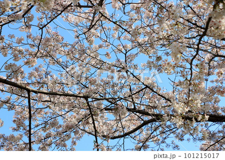Sakura Cherry Blossoms by the pond at Kyu Shiba Rikyu Garden in central Tokyo Japan Sakura Cherry Blossoms by the pond at Kyu Shiba Rikyu Garden in central Tokyo Japan 101215017