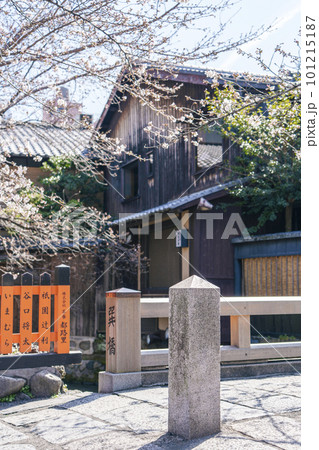 京都　祇園白川　巽橋　満開の桜 101215187