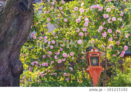 京都　祇園白川　巽橋周辺　八重桜 101215192