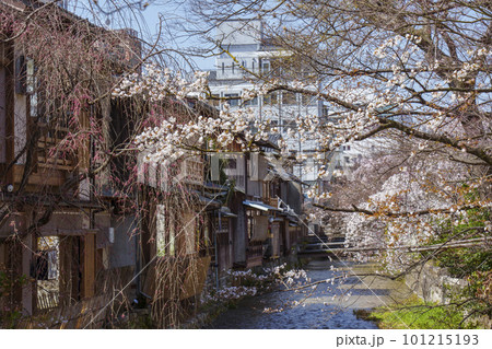 京都　祇園白川　巽橋　満開の桜 101215193