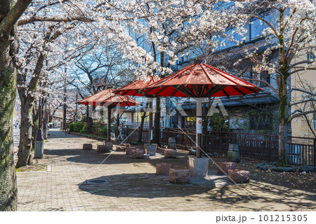 京都　祇園白川　赤い傘の日除け　満開の桜 101215305