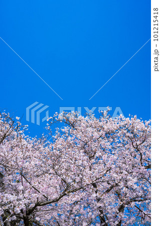 【春】青空の下の桜の花 ソメイヨシノ 【春】青空の下の桜の花 ソメイヨシノ 101215418