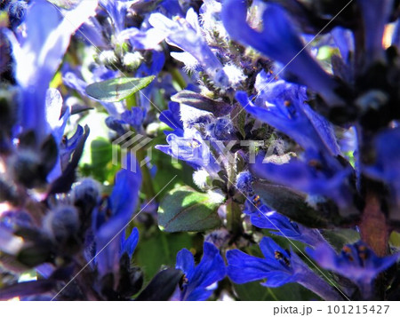 猫目線　アジュガの花 101215427