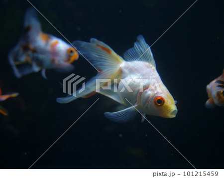 水槽の中で泳ぐ金魚 水槽の中で泳ぐ金魚 101215459