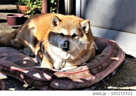 日向ぼっこをしている柴犬 日向ぼっこをしている柴犬 101215522