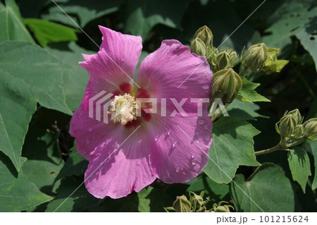 夏の日差しや西日に強くおしゃれな中低木フヨウ3 夏の日差しや西日に強くおしゃれな中低木フヨウ3 101215624