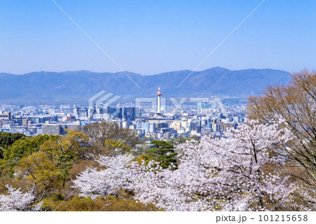 春の京都の街並み　桜 101215658