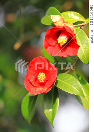 椿（ツバキ）　「紺侘助」（コンワビスケ） 101216099