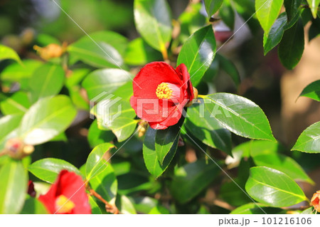 椿（ツバキ）　「紺侘助」（コンワビスケ） 101216106