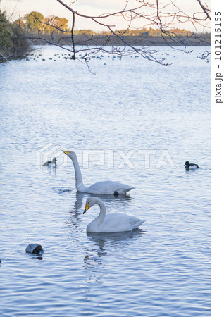 茨城　古徳沼の白鳥 101216155
